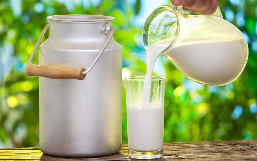 Person serving milk from glass jug into glass and steel milk bucket on the side