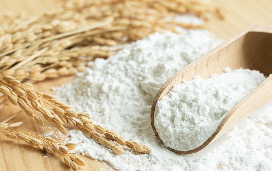 Barley Flour in the wooden scoop barley grains and flour in the background